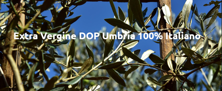 Extra Vergine DOP Umbria 100% Italiano