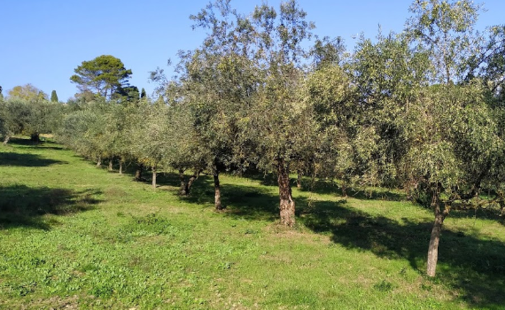 cultivar tipici Umbr